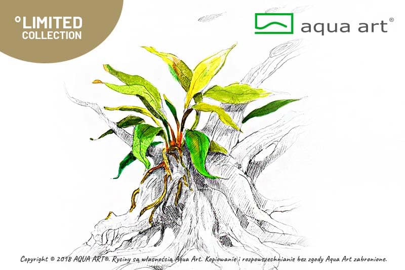 Anubias barteri var Glabra in vitro – Image 3