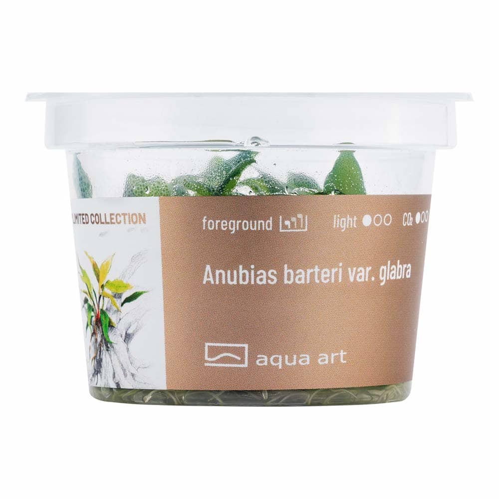 Anubias barteri var Glabra in vitro – Image 2