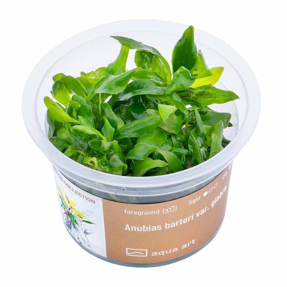 Anubias barteri var Glabra in vitro