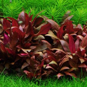 Alternanthera reineckii Mini