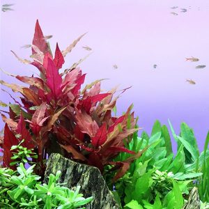 Alternanthera reineckii Red