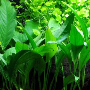 Anubias barteri angustifolia