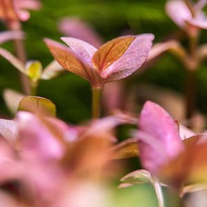 Bacopa salzmannii Purple