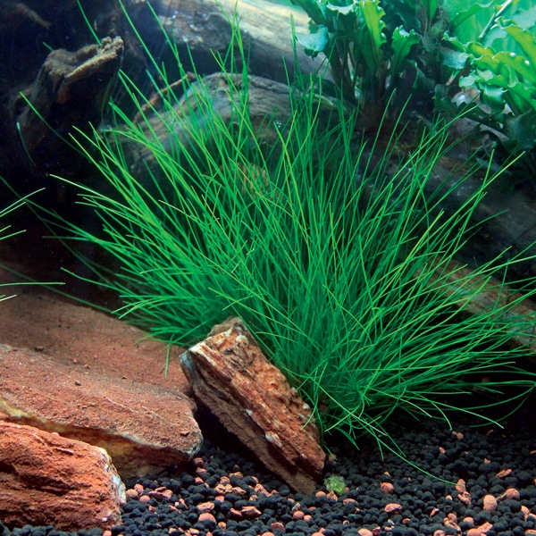 Eleocharis acicularis