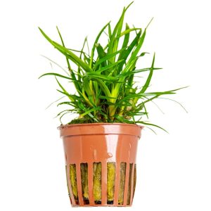 Eriocaulon sp Vietnam