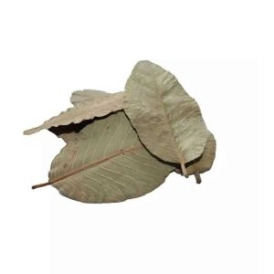 Feuilles de Goyave x10