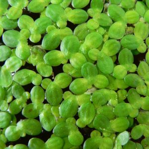Lemna Minor – Lentille d’eau