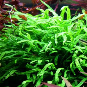 Microsorum pteropus Trident
