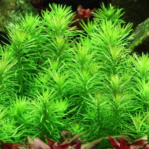 Pogostemon erectus (deccanensis)