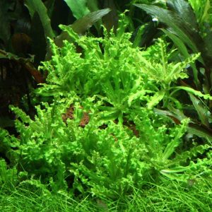 Pogostemon Helferi
