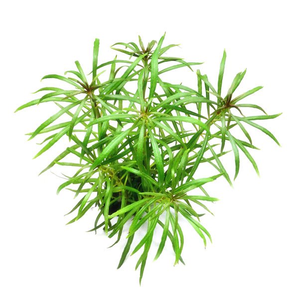 Pogostemon Stellatus – Image 2
