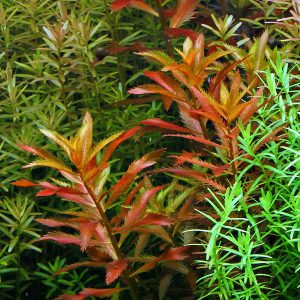 Proserpinaca palustris Cuba