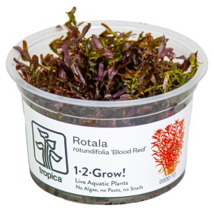 Rotala Blood Red in vitro