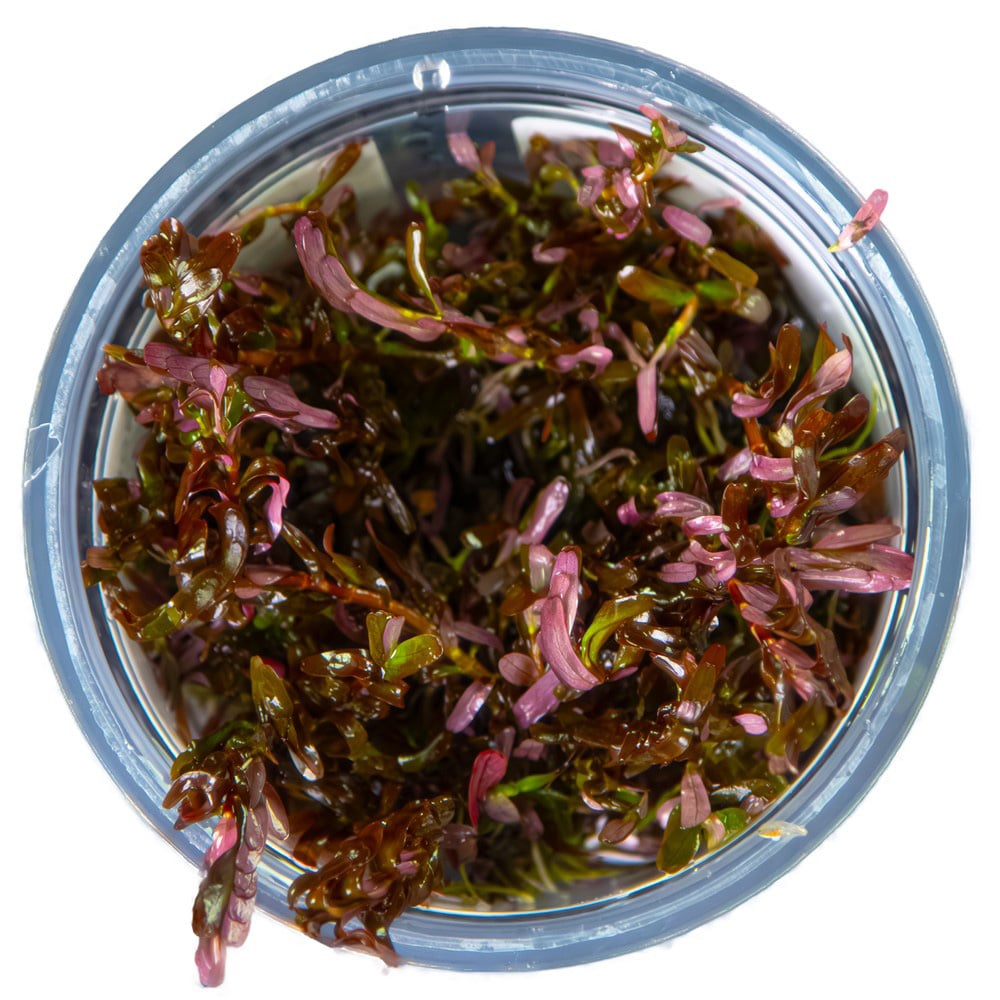Rotala Blood Red in vitro – Image 3