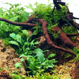 Schismatoglottis Prietoi