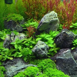 Staurogyne Repens
