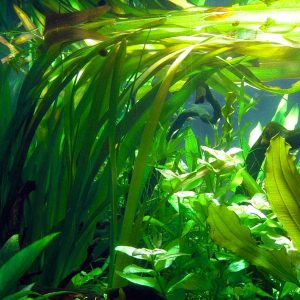 Vallisneria Gigantea Americana