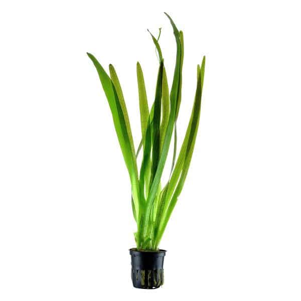 Vallisneria Gigantea Americana – Image 2