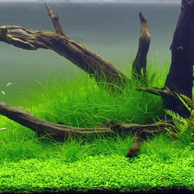 Eleocharis acicularis – Image 2
