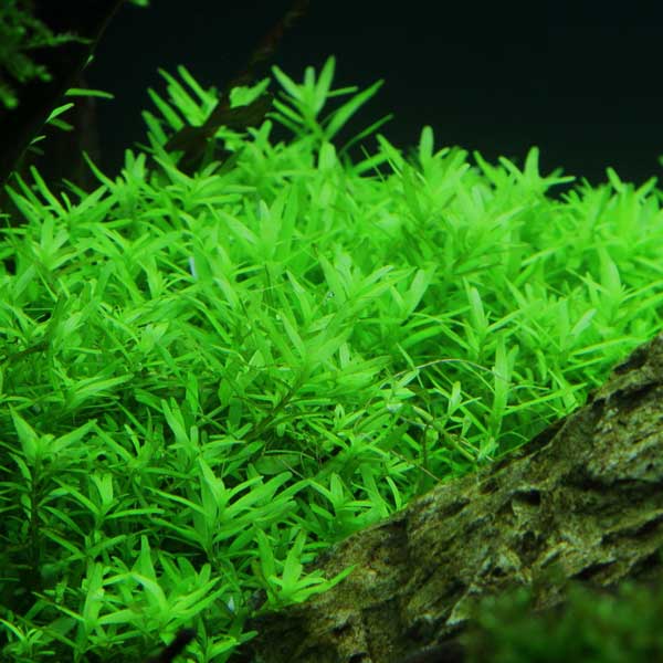 Rotala Green