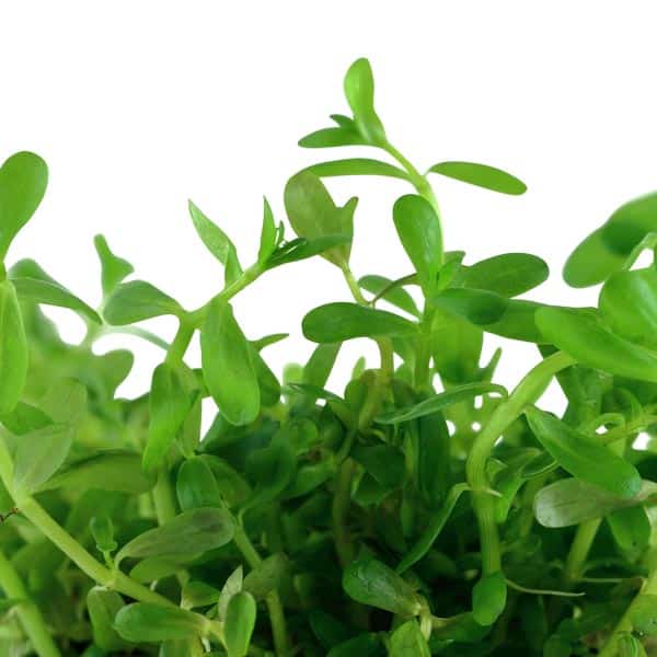 Rotala Green – Image 2